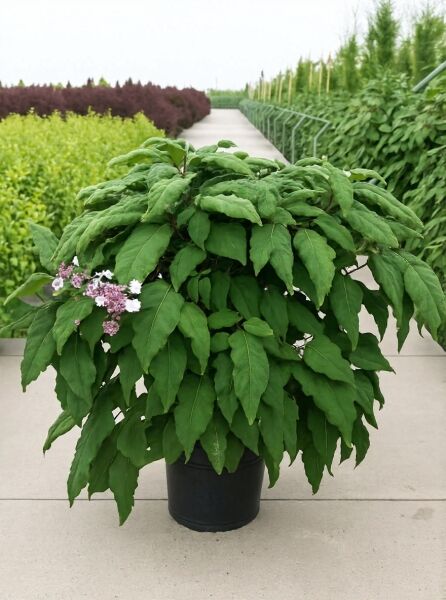 Samt-Hortensie Hydrangea aspera 'Macrophylla' 100-125 cm C30 im Topf, grünes Laub mit rosa-weißen Blütenständen.