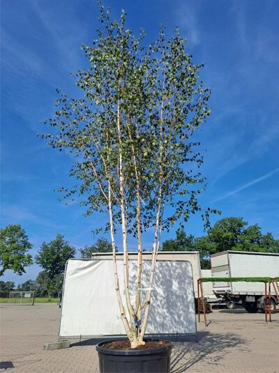 Weißrindige Himalaja-Birke 'Schirmform' 500-550 cm (874341) / Betula utilis jacquemontii