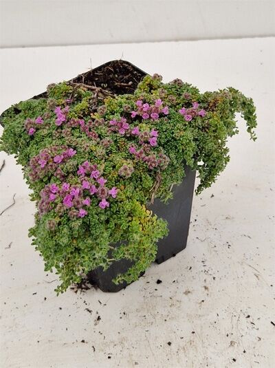 Thymus serpyllum 'Elfin' / Sand-Thymian 'Elfin', Teppich-Thymian 'Elfin' im P9-Topf, bodendeckender Wuchs, rosa Blüten