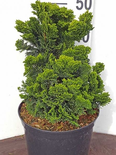 Zwerg-Muschelzypresse (Chamaecyparis obtusa) 'Nana Gracilis', 40-50 cm, C15, im Topf, dicht verzweigtes grünes Nadelgehölz.