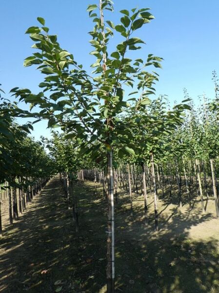 Prunus avium 'Annabella' / Süßkirsche 'Annabella' Hochstamm 12-14 StU m. Db., junger Baum mit grünen Blättern in Reihe