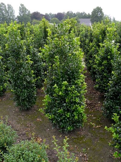 Stechpalme 'Heckenfee' - Ilex meserveae 'Heckenfee' - Baumschule NewGarden