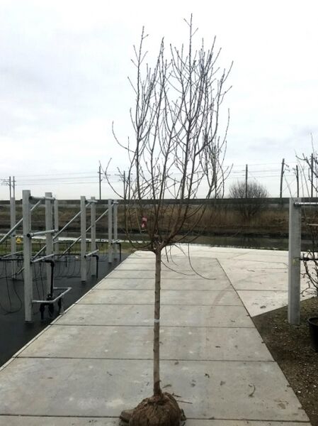 Prunus persica / Zwergpfirsich Halbstamm 12-14 StU mit Drahtballen, laubloser Obstbaum mit schlankem Stamm und verzweigter Krone