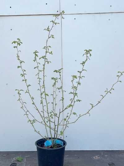 Schottische Zaunrose / Wein-Rose - Rosa rubiginosa