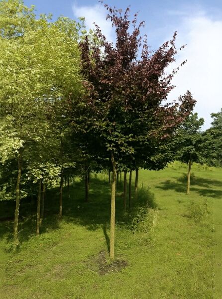 Parrotia persica 'Vanessa', Eisenholzbaum 'Vanessa' Hochstamm, 20–25 StU, mit dunkelrotem Laub und geradem Stamm im Feld.