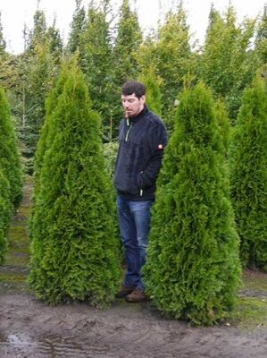 Große Thuja / Lebensbäume ab 300cm Größe günstig kaufen