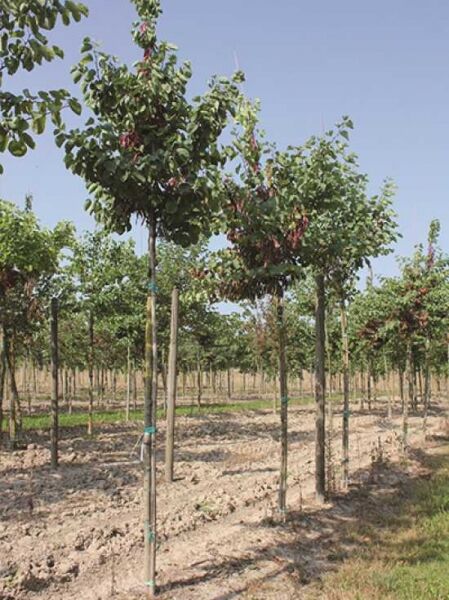 Gewöhnlicher Judasbaum (Cercis siliquastrum) Hochstamm 12-14 StU mit Drahtballen, Baum mit rundlicher Krone im Feldanbau.