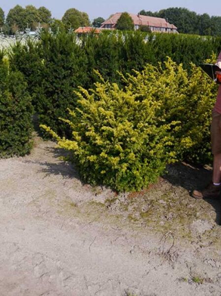 Taxus baccata 'Semperaurea' (Goldene Eibe), gelbgrüner Nadelgehölz-Strauch im Beet, 100–120 cm, mit Ballen