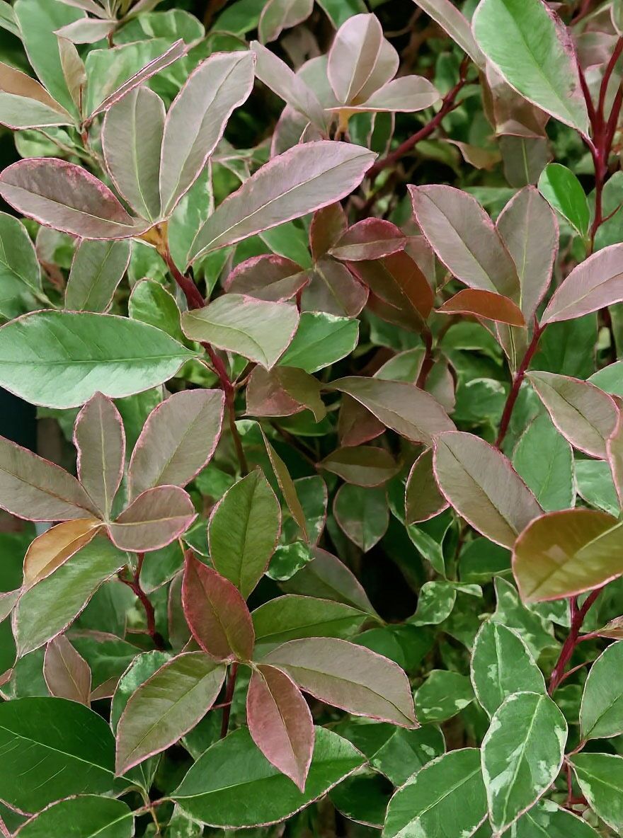selloum plant Philodendron Hope Selloum 2” plant **(ALL plants require you to purchase  ANY 2 plants!)** main image 0