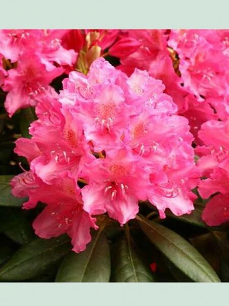 Rhododendron 'Haaga' / Rhododendron brachycarpum 'Haaga'