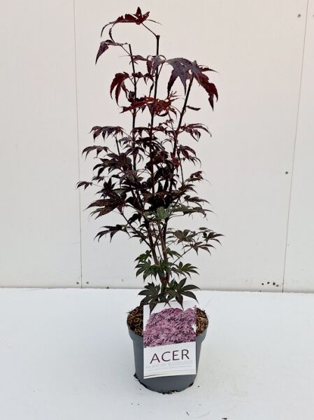 Japanischer Blut-Ahorn Acer palmatum 'Bloodgood' / Fächerahorn, 40–60 cm im C5-Topf, dunkelrote, fächerförmige Blätter
