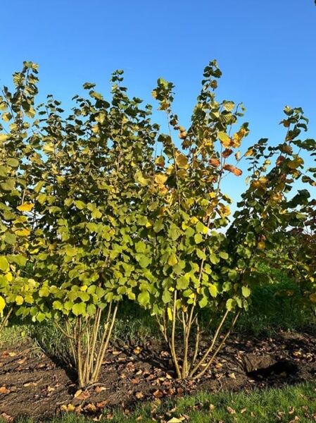 Corylus avellana (Gewöhnliche Hasel) mehrstämmiger Strauch 250-300 cm, mit grünem Laub und Haselnüssen am Strauch.