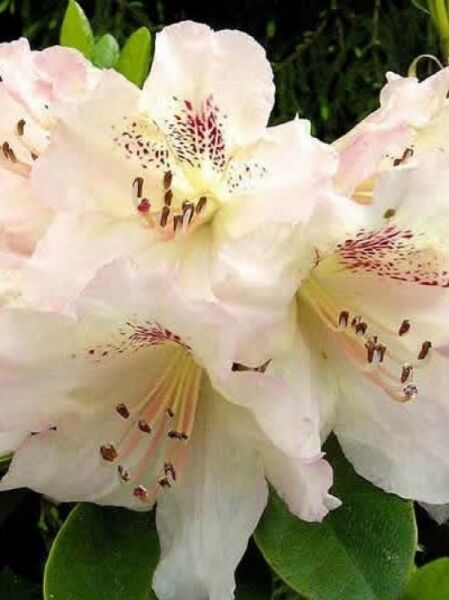 Rhododendron Hybride 'Bellini' / Rhododendron 'Bellini'