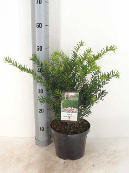 Taxus media 'Densiformis' / Eibe 'Densiformis' 30-40 cm C3, buschige Jungpflanze im Topf mit Etikett