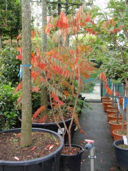 Essigbaum / Hirschkolben-Sumach / Essigbaum / Hirschkolben-Sumach