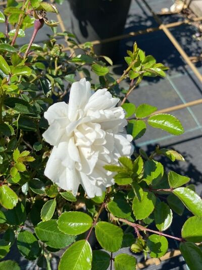 Rosa 'Sea Foam' / Bodendeckerrose 'Sea Foam' mit weißer, gefüllter Blüte und glänzend grünem Laub