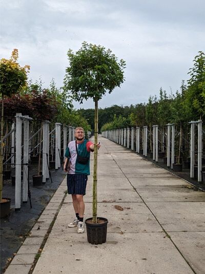 Acer campestre 'Anny's Globe' (Kugeliger Feld-Ahorn) als Hochstamm im Container, kugelige Krone, 200 cm, Stamm 10-12 StU