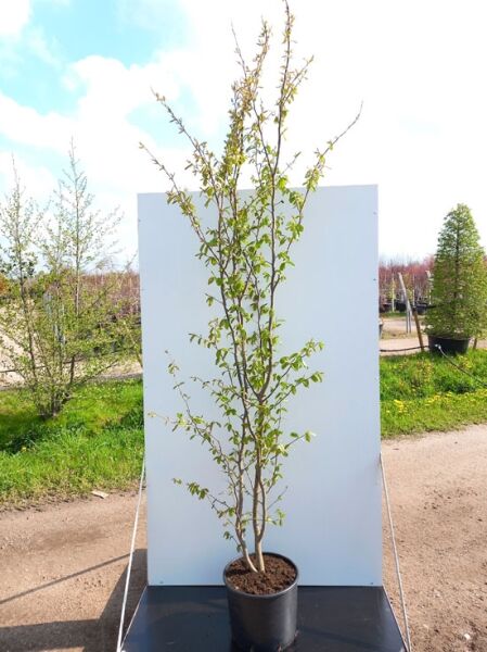 Parrotia persica 'Vanessa' / Eisenholzbaum 'Vanessa', mehrtriebiger Jungbaum im Topf, 150-175 cm, C20 mit frischem Laubaustrieb