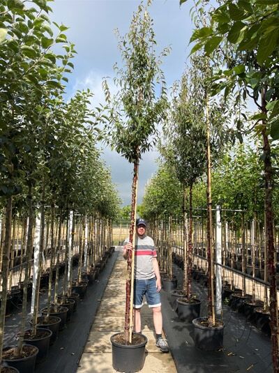 Prunus avium / Süss-Kirsche (Vogel-Kirsche) Hochstamm 14-16 StU im Container, junger Baum mit schlankem Stamm und grünen Blättern