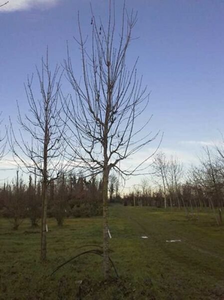 Berg-Ahorn 'Negenia' / Berg-Ahorn 'Negenia'