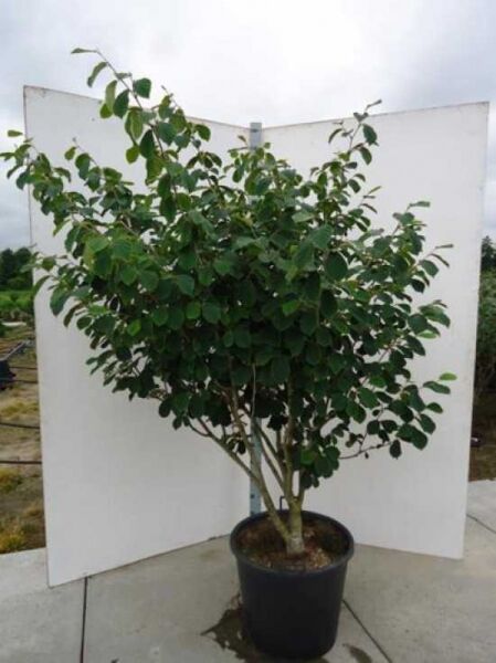 Zaubernuss 'Westerstede' / Zaubernuss 'Westerstede'