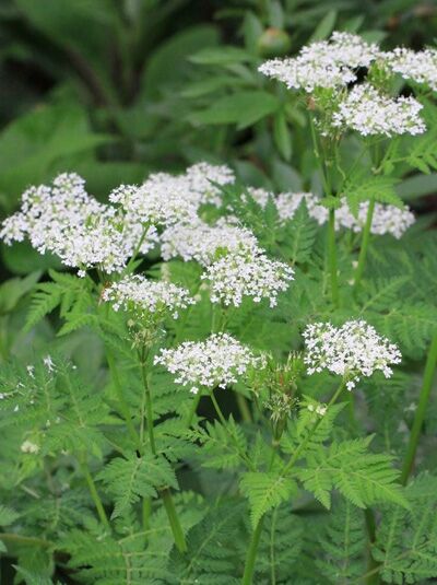 Süßdolde / Myrrhis odorata