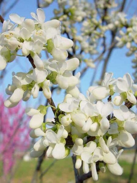 Weißblühender chinesischer Judasbaum mehrstämmig / Cercis chinensis 'Shirobana'
