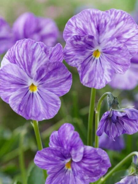 Viola cornuta 'Columbine' / Horn-Veilchen 'Columbine' mit violett gestreiften Blüten und gelber Mitte an grünen Stielen