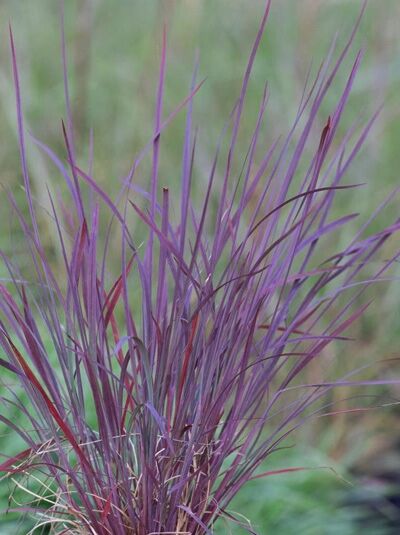 Prärie-Besengras &#039;Blue Heaven&#039; / Schizachyrium (Andropogon) scoparium &#039;Blue Heaven&#039;