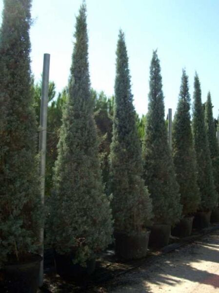 Blaue Arizona-Zypresse / Cupressus arizonica 'Glauca'