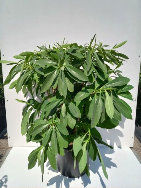 Japanischer Papierbusch (Edgeworthia chrysantha) 'Grandiflora' im C20-Topf, 80–100 cm, grünes, lanzettliches Laub, buschiger Wuchs.