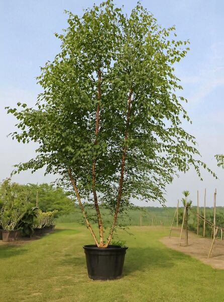 Sand-Birke (Betula pendula) 400–500 cm, C350, mehrstämmig, im Container mit grünem Laub und mehreren schlanken Stämmen.