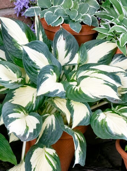 Garten-Funkie 'Fire and Ice' / Herzblattlilie 'Fire and Ice' - Hosta x cultorum 'Fire and Ice'
