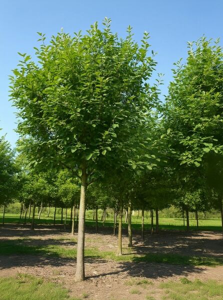 Sorbus aucuparia 'Sheerwater Seedling' / Eberesche 'Sheerwater Seedling' Hochstamm 25-30 StU mit dichter, grüner Krone