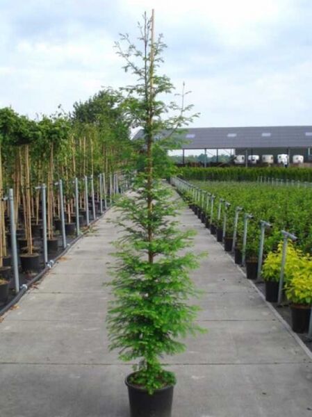 Taxodium distichum / Sumpf-Zypresse 175-200 cm C30, schlanker Nadelbaum im Container mit aufrechtem Wuchs