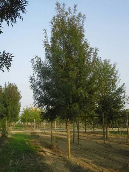 Purpur-Esche / Schmalblättrige Esche / Fraxinus angustifolia 'Raywood'