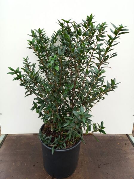 Roter Laternenbaum / Roter Laternenbaum