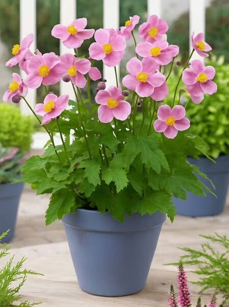 Herbst-Anemone 'Little Princess' - Anemone hupehensis 'Little Princess'