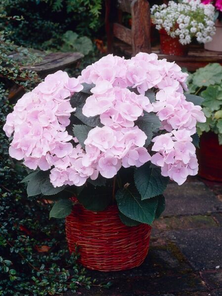Bauern-Hortensie 'Hobella' / Hydrangea macrophylla 'Hobella'