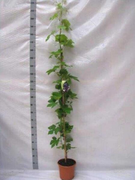 Vitis 'Boskoop Glory' / Weintraube 'Boskoop Glory' 125-150 cm C7, kletternde Weinrebe im Topf mit grünen Blättern und Traube