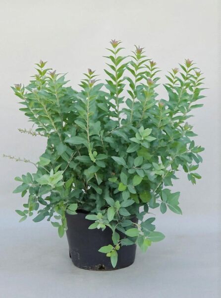 Zenobia pulverulenta „Blue Sky“ / Blaublättrige Zenobie „Blue Sky“, buschige Pflanze mit blaugrünem Laub im Topf (C20).