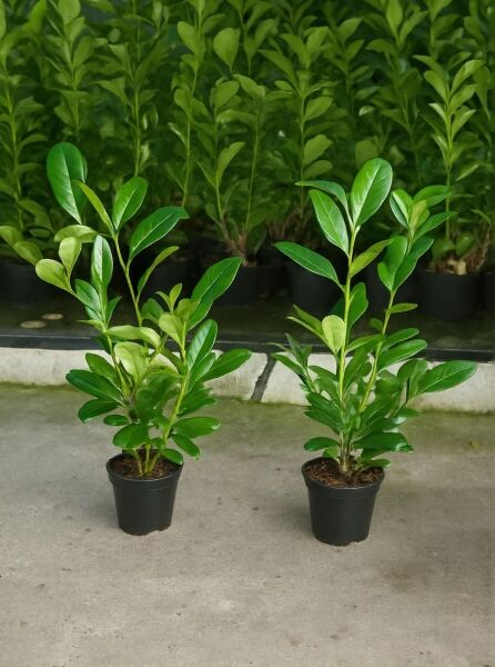 Prunus laurocerasus 'Rotundifolia' / Kirschlorbeer 'Rotundifolia', großblättrig, 60-80 cm, C3-Topf, im Pflanzcontainer