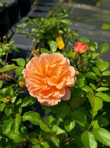 Bodendeckerrose Rosa 'Cubana' ® mit apricotfarben gefüllter Blüte und grünen, glänzenden Blättern am Strauch.