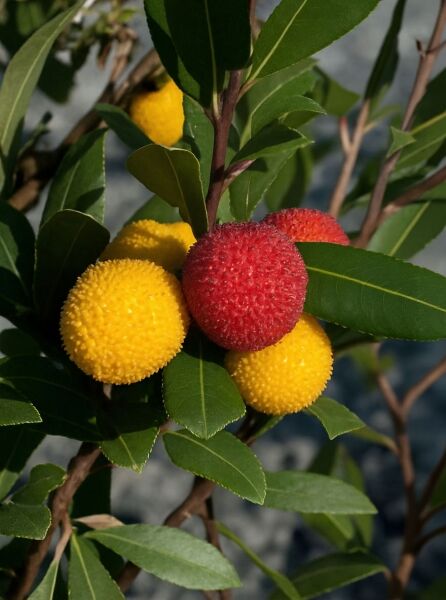 Zwerg-Erdbeerbaum Arbutus unedo 'Compacta' mit immergrünen Blättern und gelb-roten, kugeligen Früchten am Zweig.