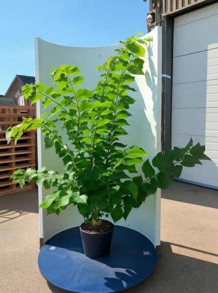 Weißblühender chinesischer Judasbaum (Cercis chinensis 'Shirobana') im Topf, buschig verzweigt, grüne herzförmige Blätter, 175–200 cm, C20