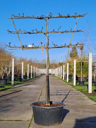 Nashi-Birnen Spalier 'Nijisseiki' H:100 B:160 T:20 (Stamm 90 cm) / Pyrus Pyrifolia 'Nijisseiki' (876057)