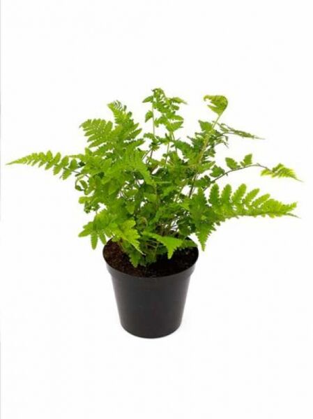 Echter Wurmfarn (Dryopteris filix-mas) Männerfarn im schwarzen Pflanztopf, Variante P11, mit grünen Farnwedeln.