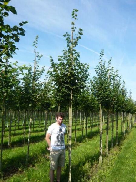 Tilia cordata 'Rancho' / Kleinkronige Winter-Linde