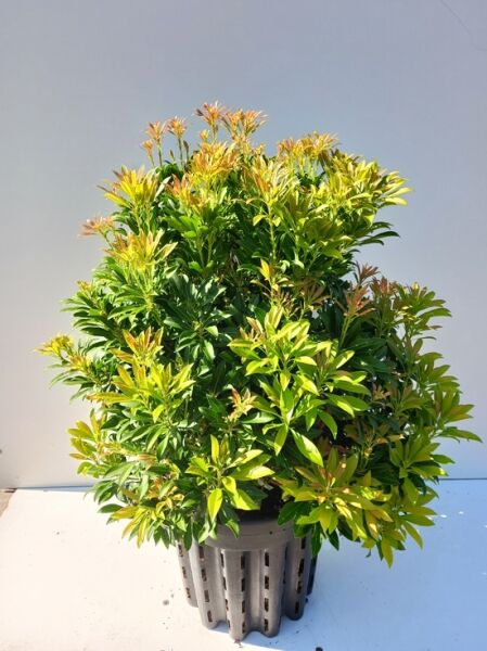 Pieris japonica 'Purity', Japanische Lavendelheide 'Purity' im Container C20, Strauch 60–80 cm mit dichtem, grünem Laub und rötlichem Austrieb