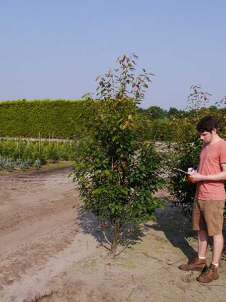Baum-Felsenbirne 'Robin Hill' (Amelanchier arborea) 200-250 cm m. B., mehrstämmiger Baum mit grünem Laub im Feldcontainer